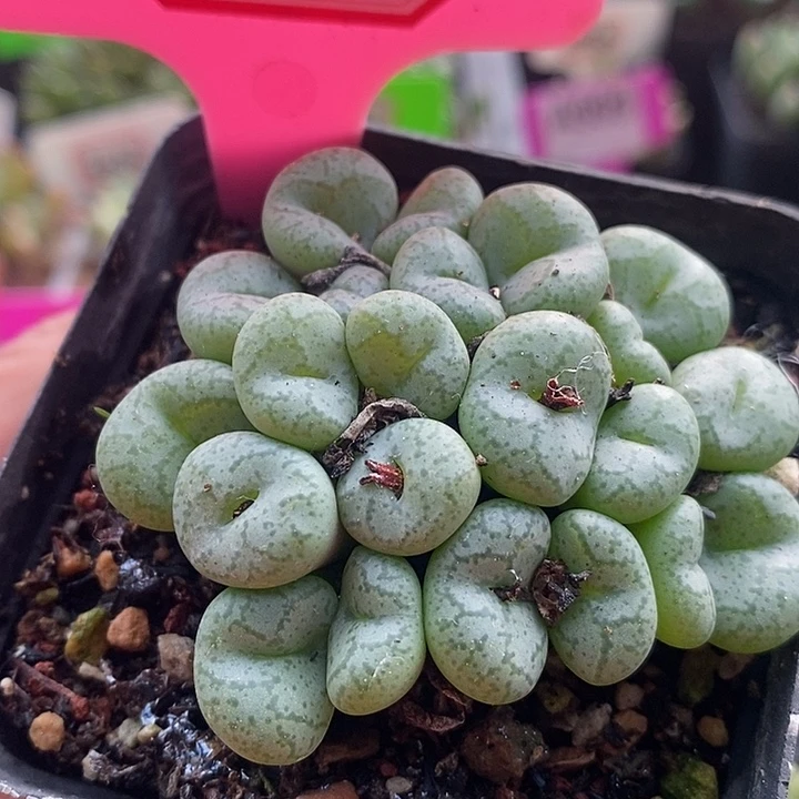 在下单时请把单的4014