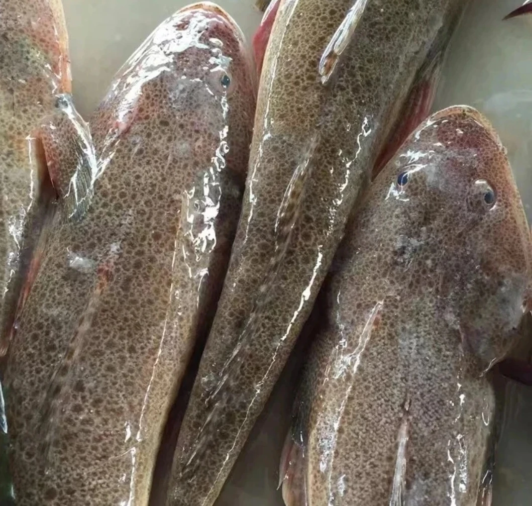 牛尾鱼/辫子鱼（5斤6-7）速冻后发货