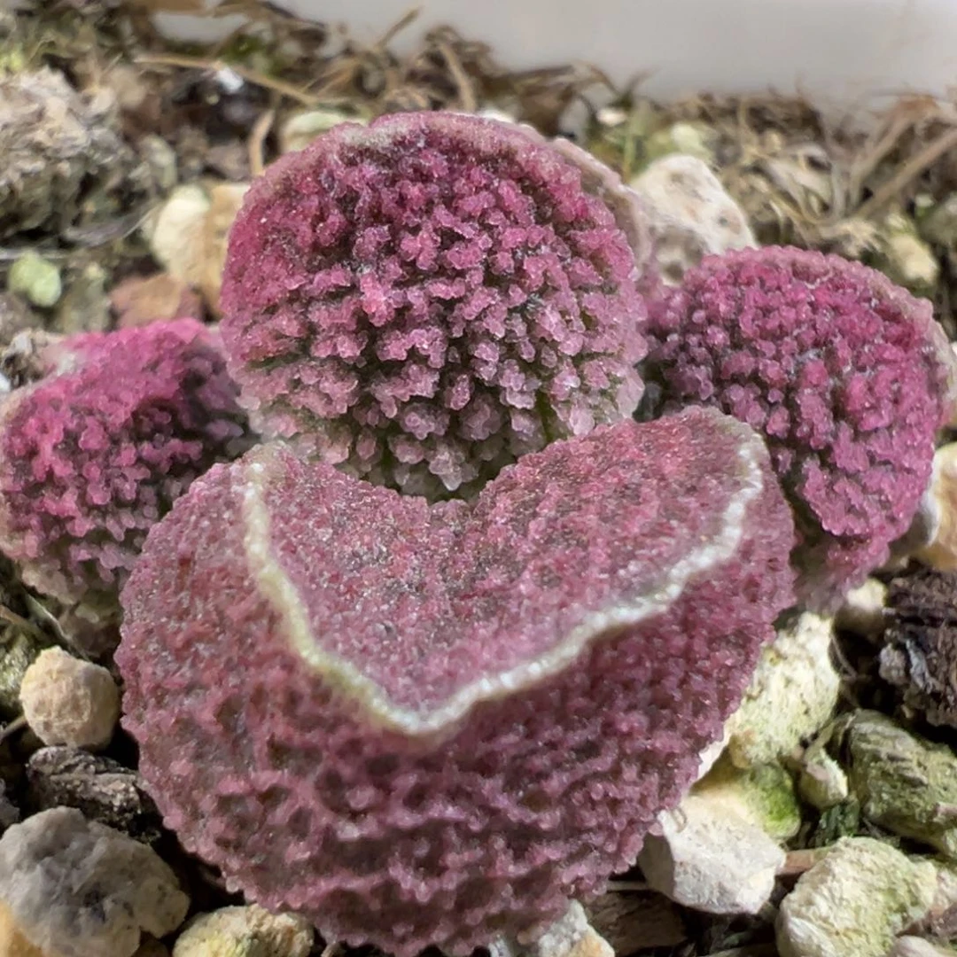 无花朵实生新品多肉植物水泡多肉植物