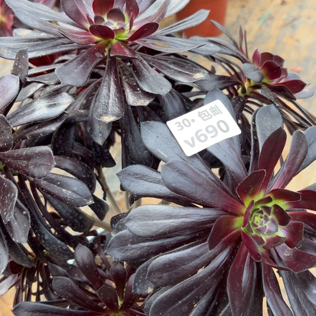 690魔法师，多肉法师