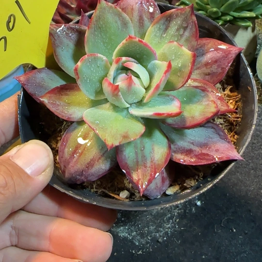 惊鸿一物一拍包装收缩花旱301