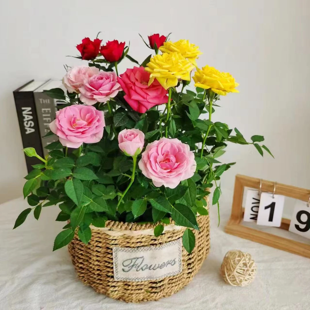 【混色】一盆多色月季玫瑰2-3个颜色四季开花盆栽地栽阳台庭院