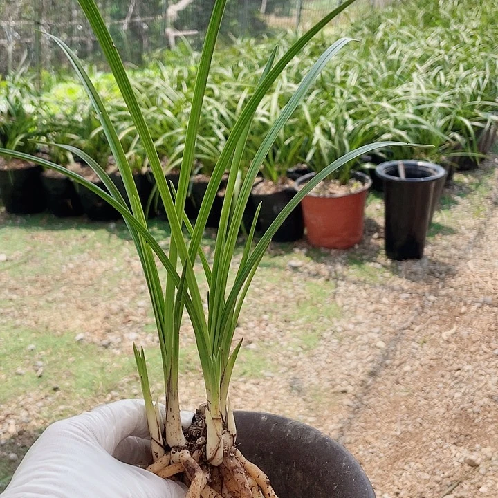 当前无花栽培后可以开花喜****王