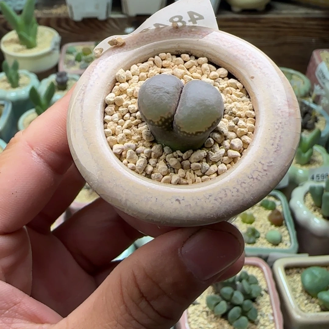 4840--一物一拍 带盆