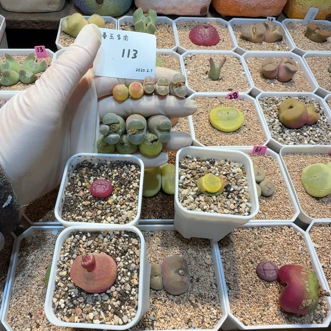 用****8多肉多肉多肉2.7-113