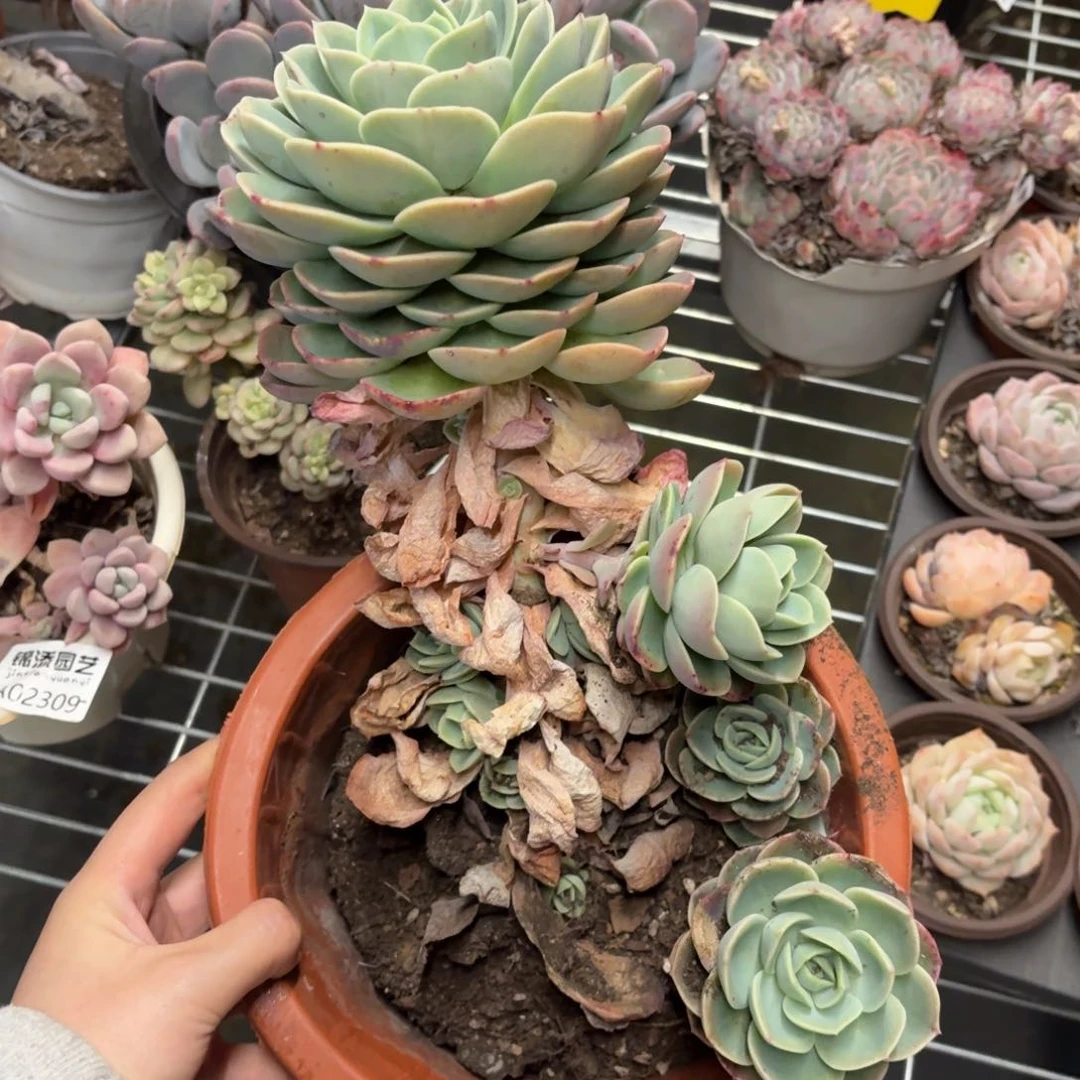 哈密瓜一物一拍2484