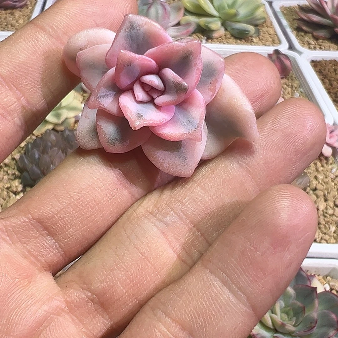 芭蕾舞者锦侧芽多肉植物