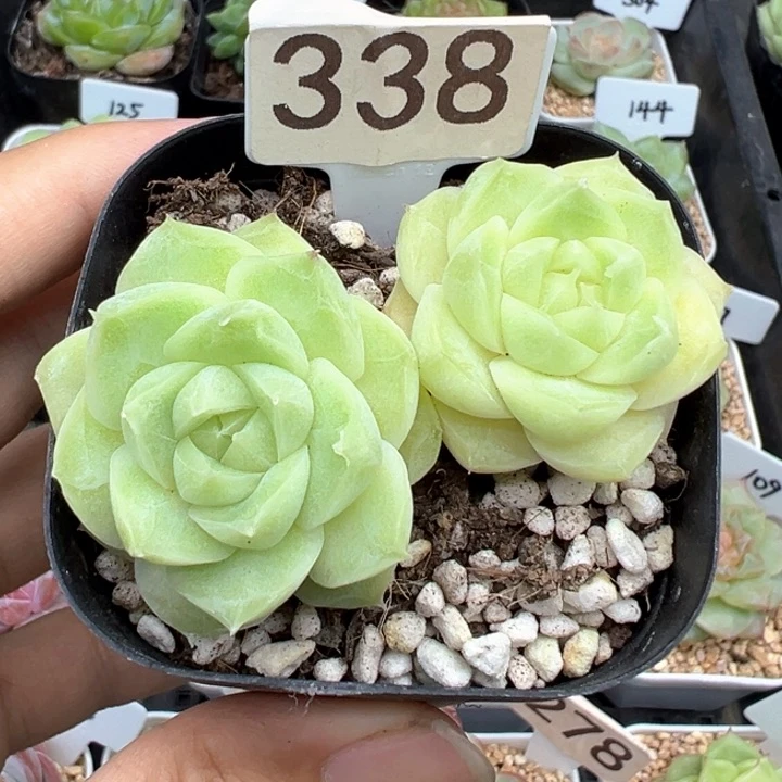338号梨花白不包整