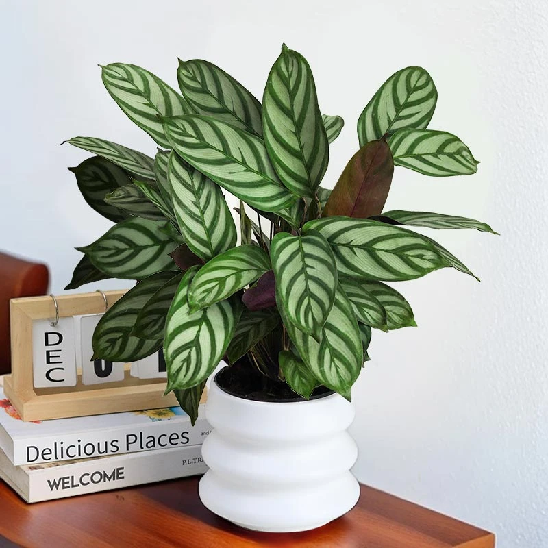 【飞羽竹芋】彩叶竹芋绿植盆栽室内客厅办公室前台美观内花卉植物