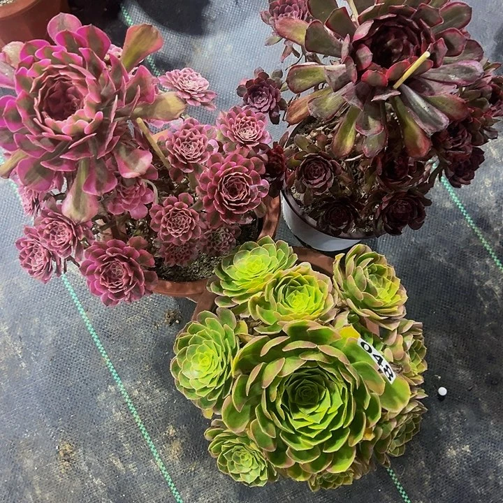 无花朵三科法师编号零四八