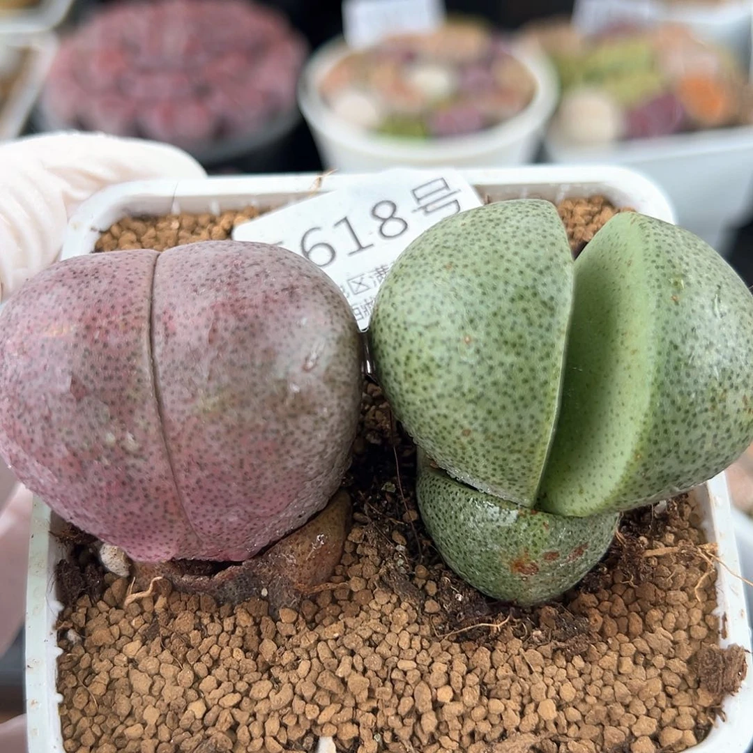 5618 好养易活生石花大母本