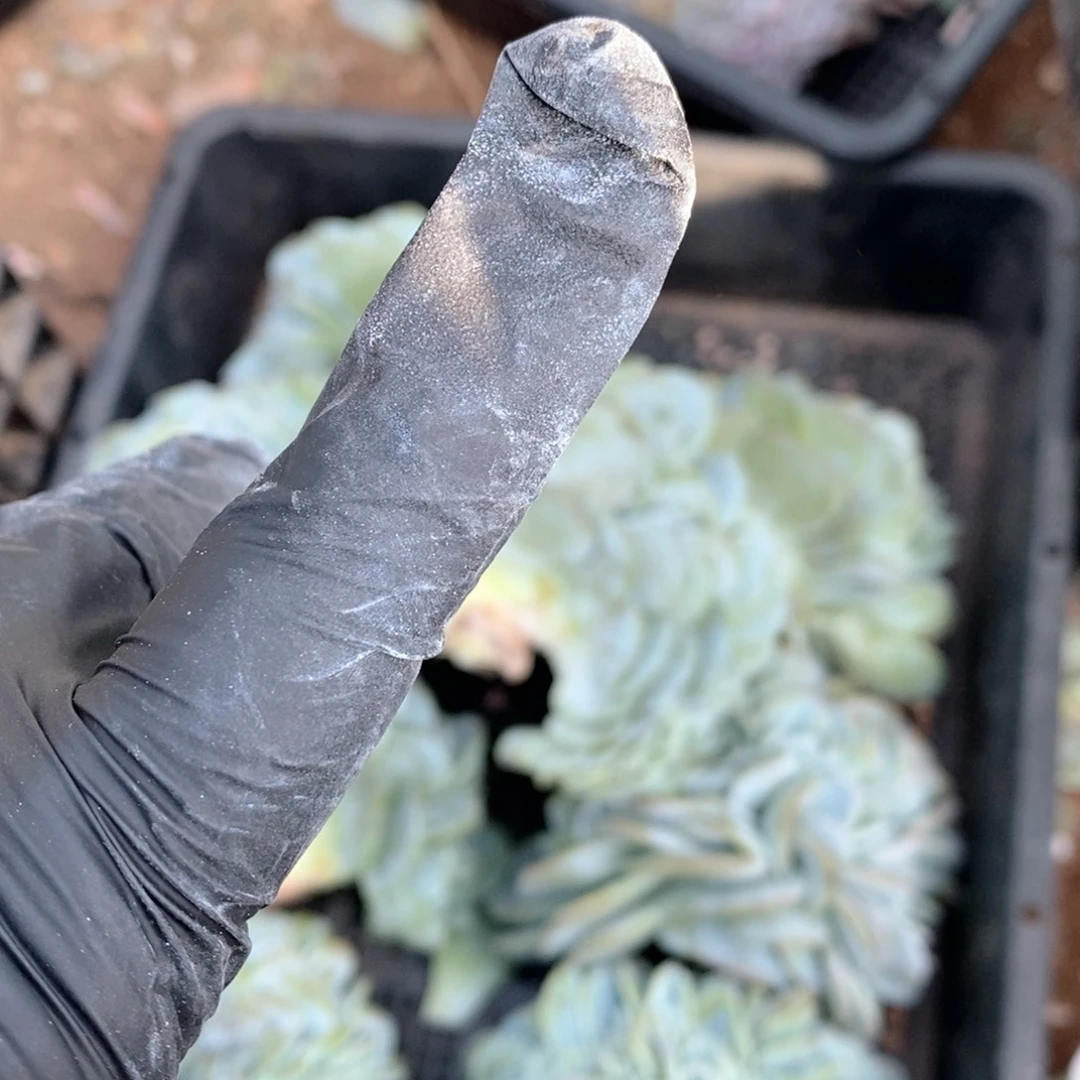 z***g十级礼物呀呀呀呀