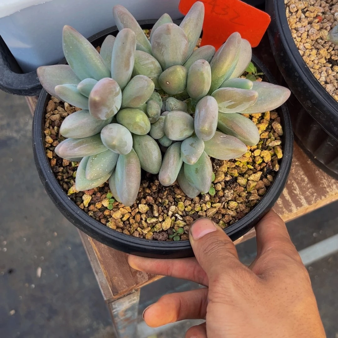 V***a2432下午多肉植物群生