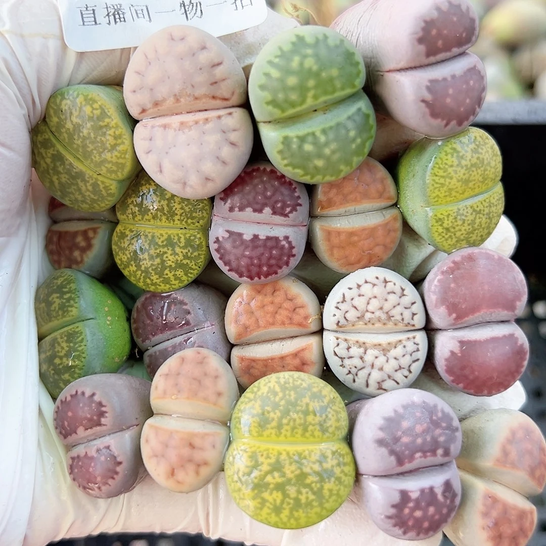 8617 好养易活生石花大母本19个