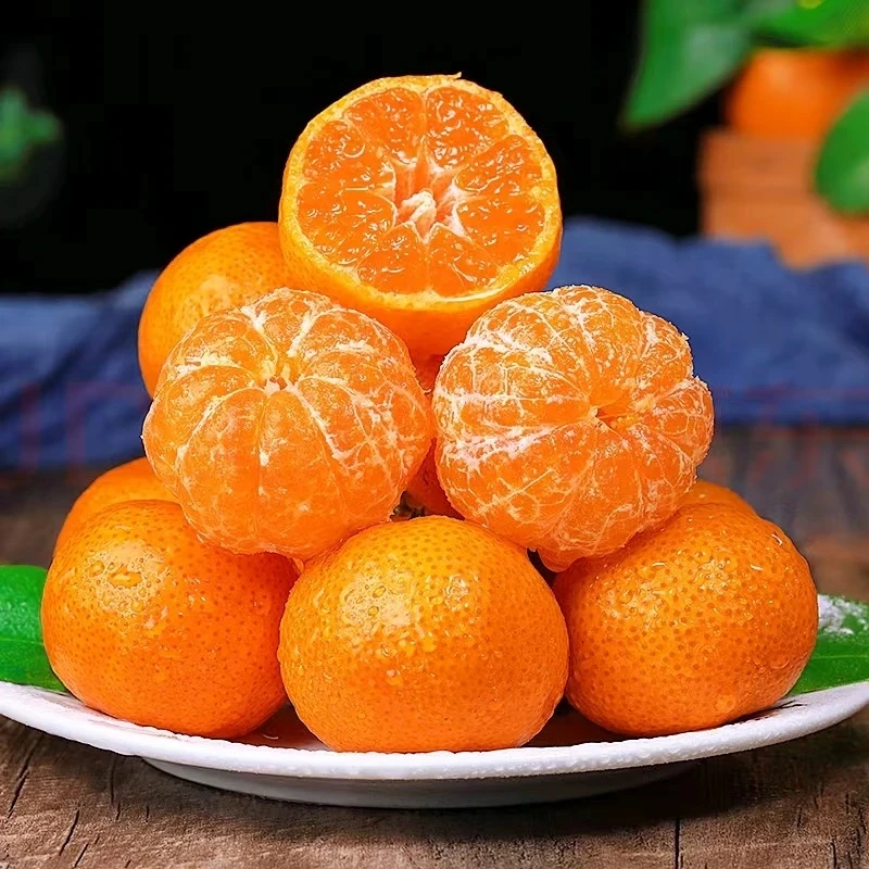 【金秋.无籽砂糖橘】嫁接苗 现挖新鲜苗 买3送1  买6送3