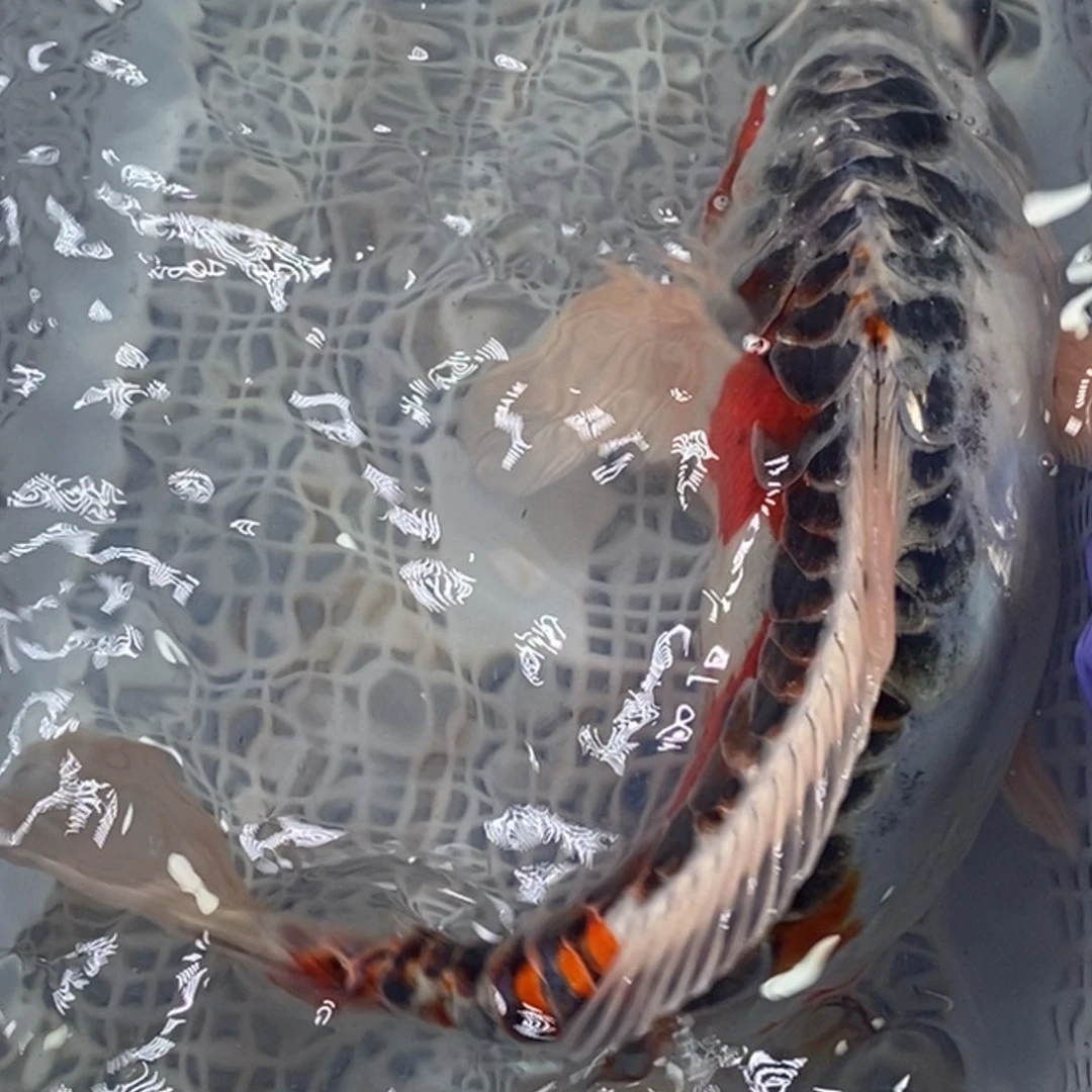 锦鲤锦鲤包邮冷水