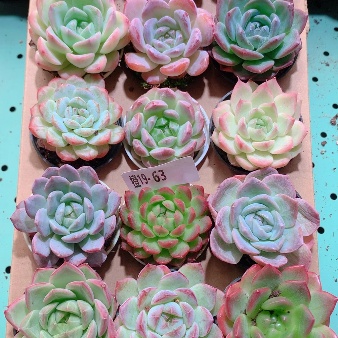 19-63一物一拍多肉带盆18颗