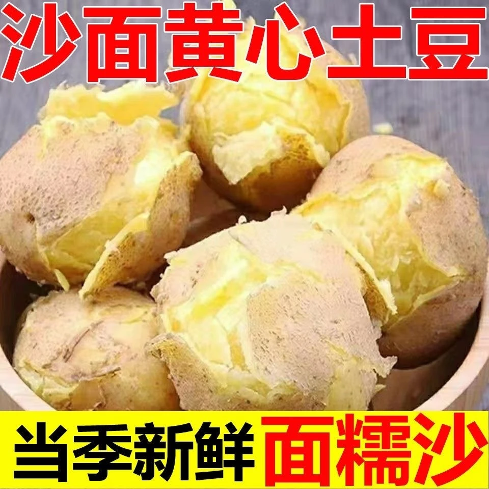 【新鲜黄皮土豆】25年新土豆东北黑土地现采现发粉糯沙软黄心土豆