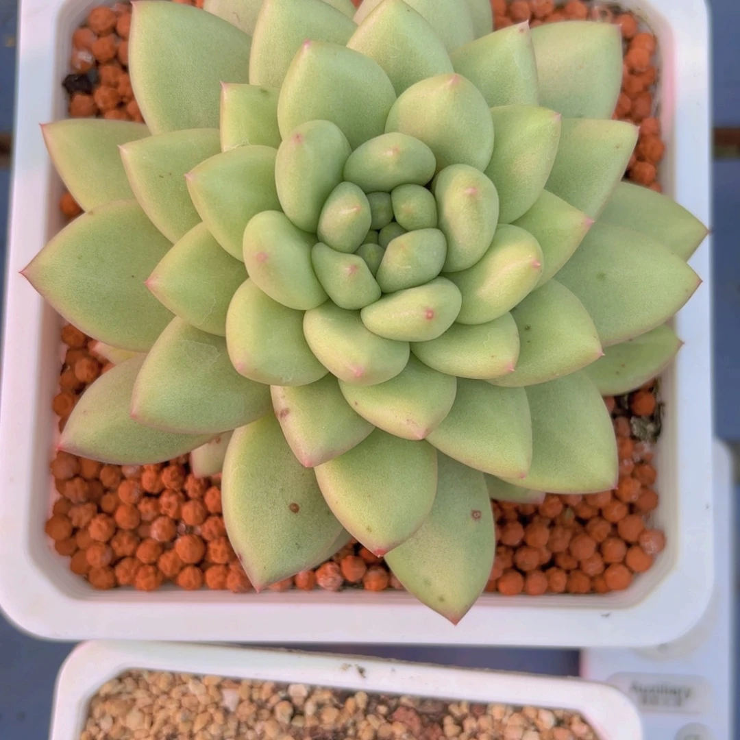 美人个体一物一拍