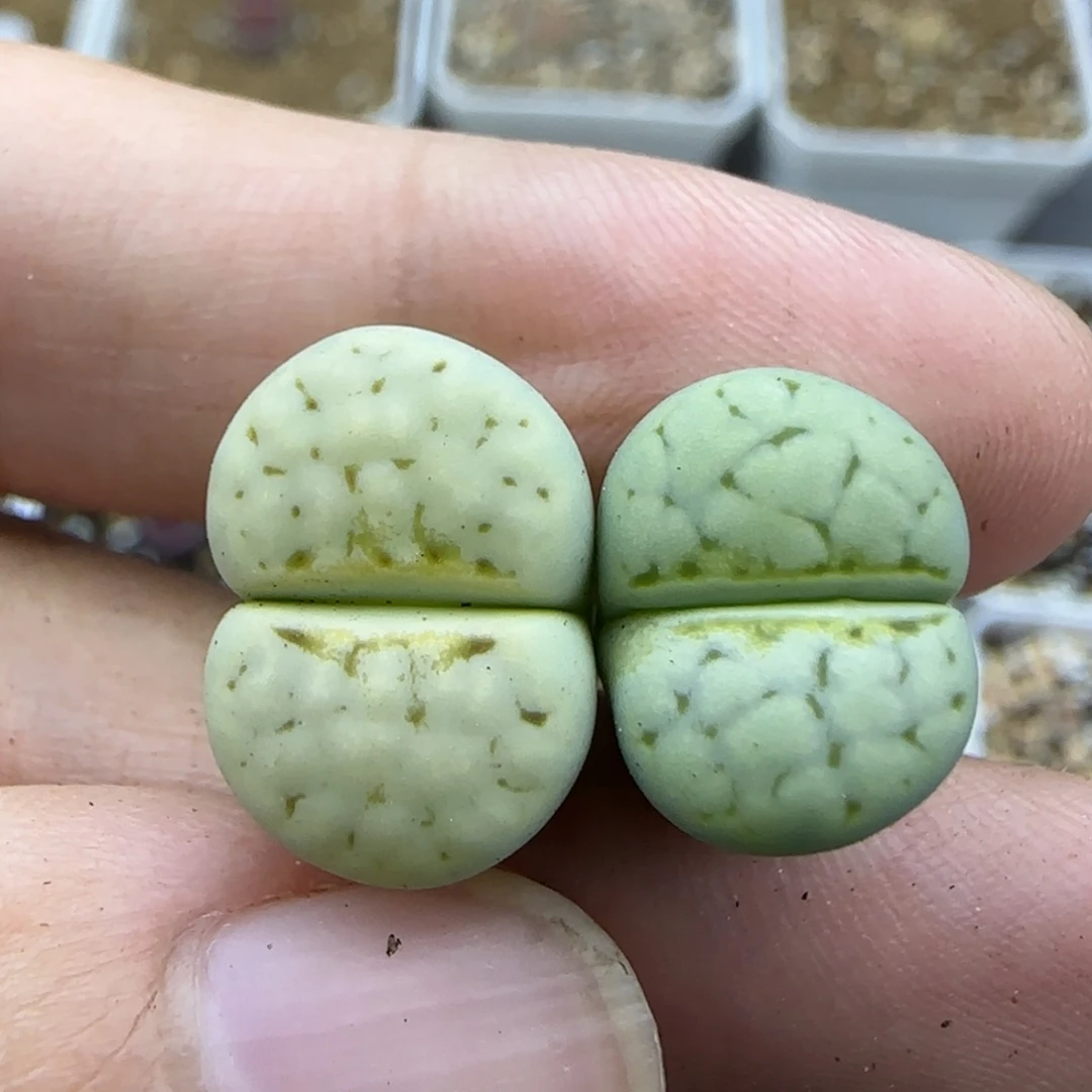 658 清框福利30包邮