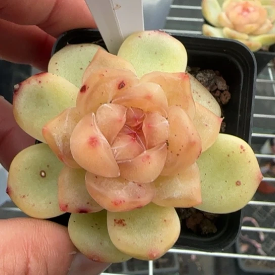 80 一物一拍多肉