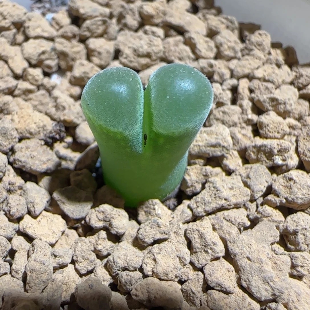 肉锥多肉植物组合-极窗1478