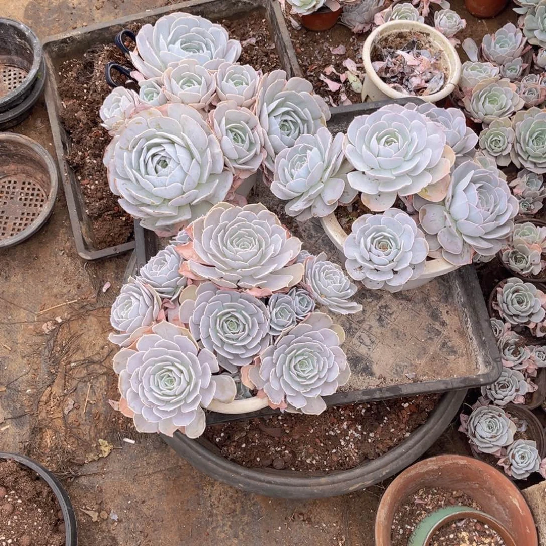 安***儿圣卡洛斯三颗，官服25-30物流到付