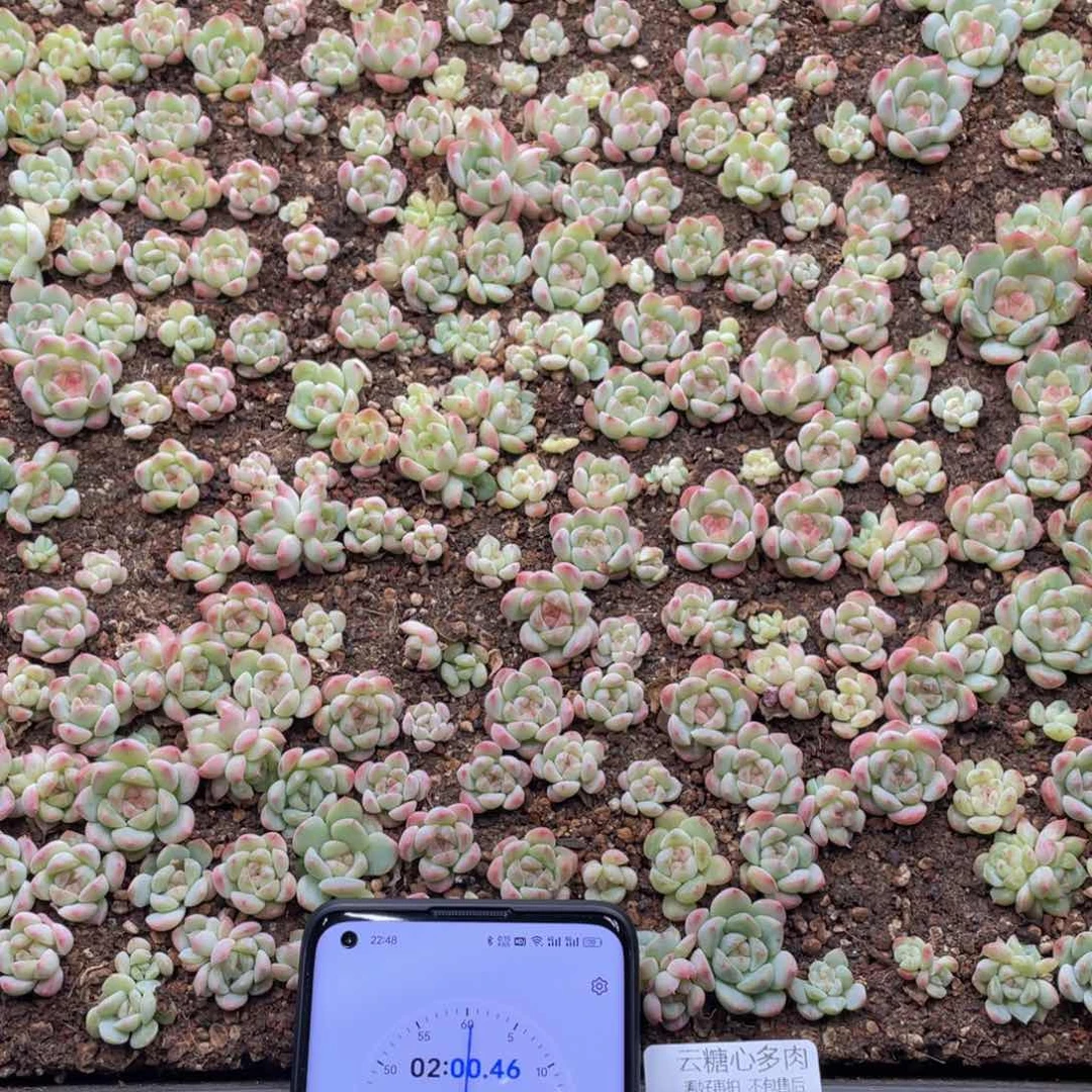 布**辣云糖心多肉植物53