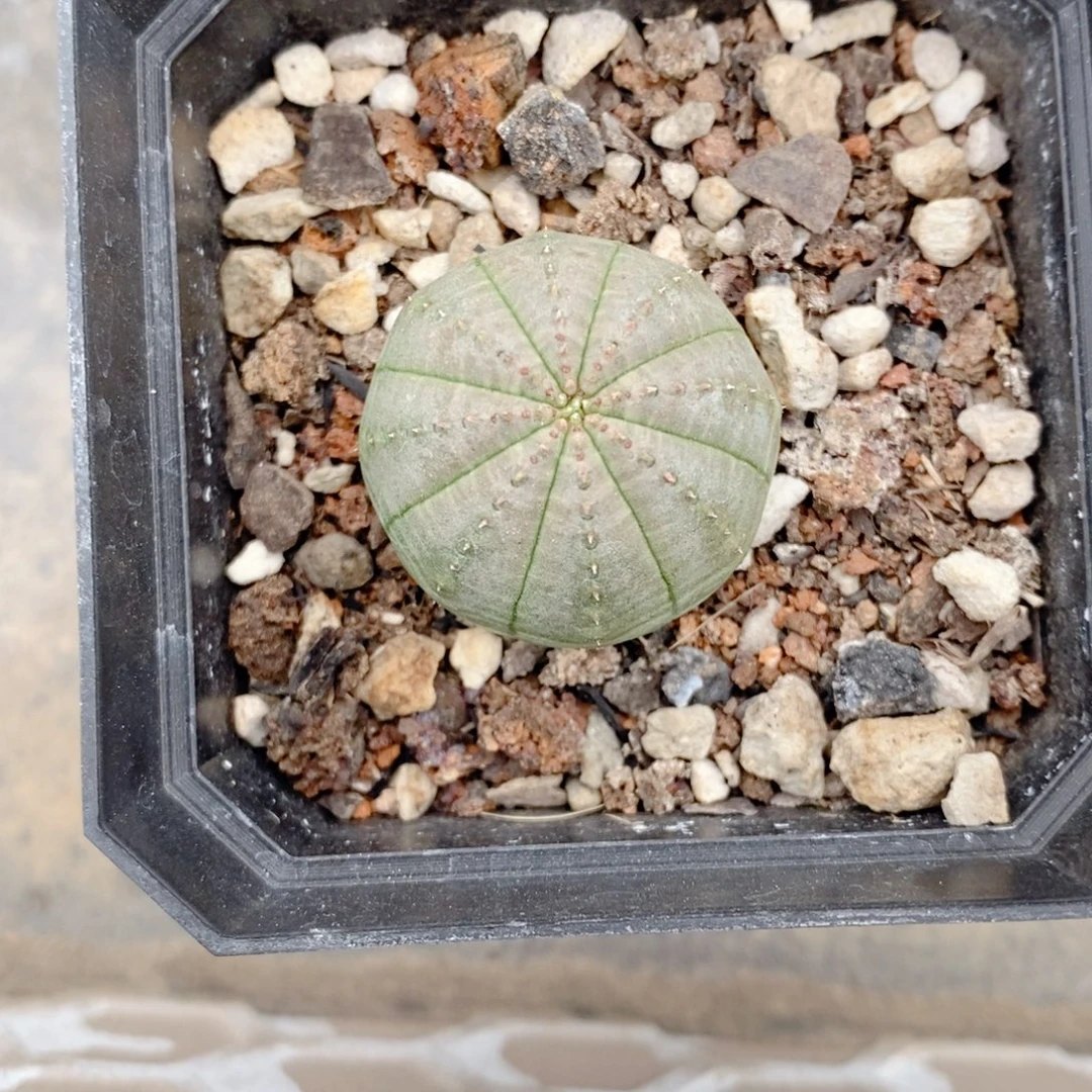 实生 布纹球2.7公分左右一物一拍