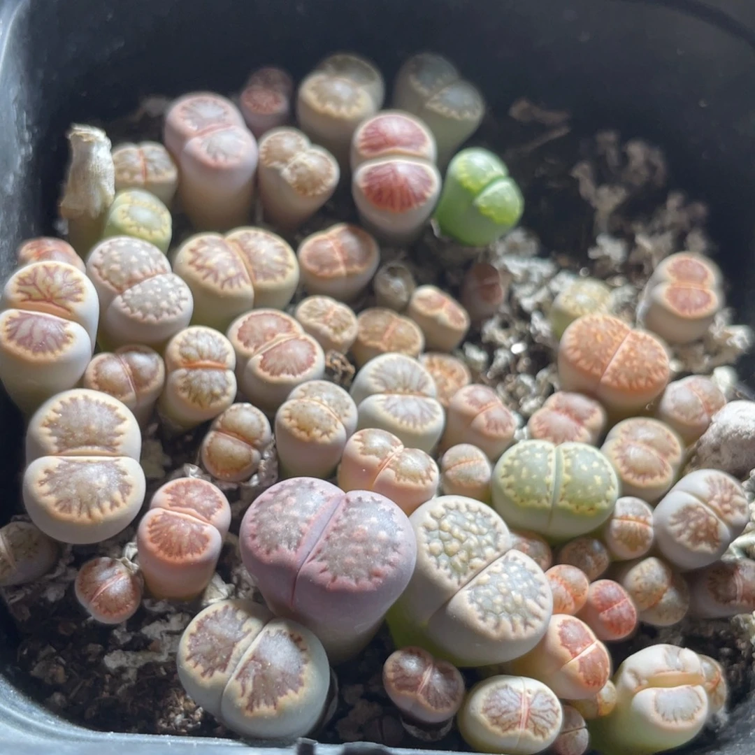 今晚大盆特价更新～16