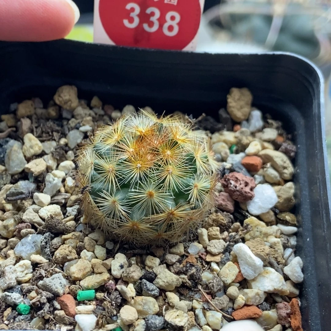 佛头嘉文丸一颗仙人球