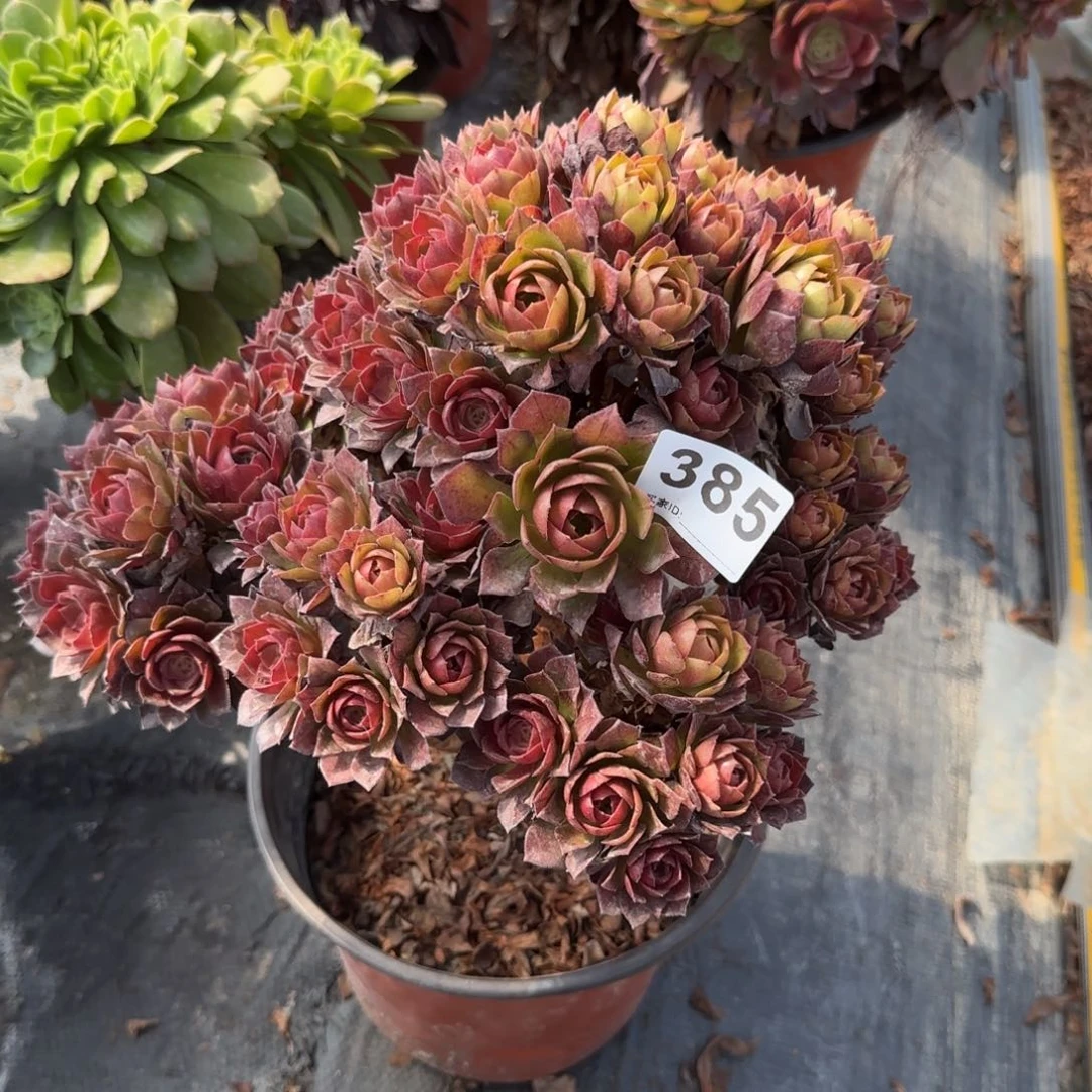 幸****）385多肉植物桃花石