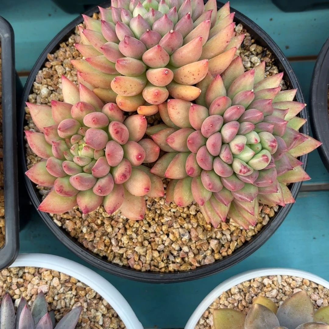 静***月米奇朵，多肉植物。