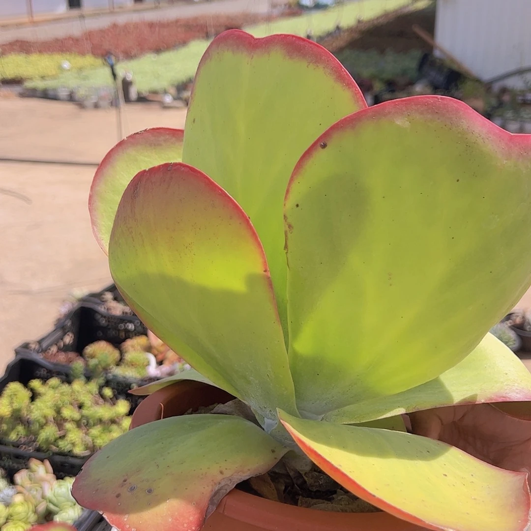 唐印 超级大 多肉植物