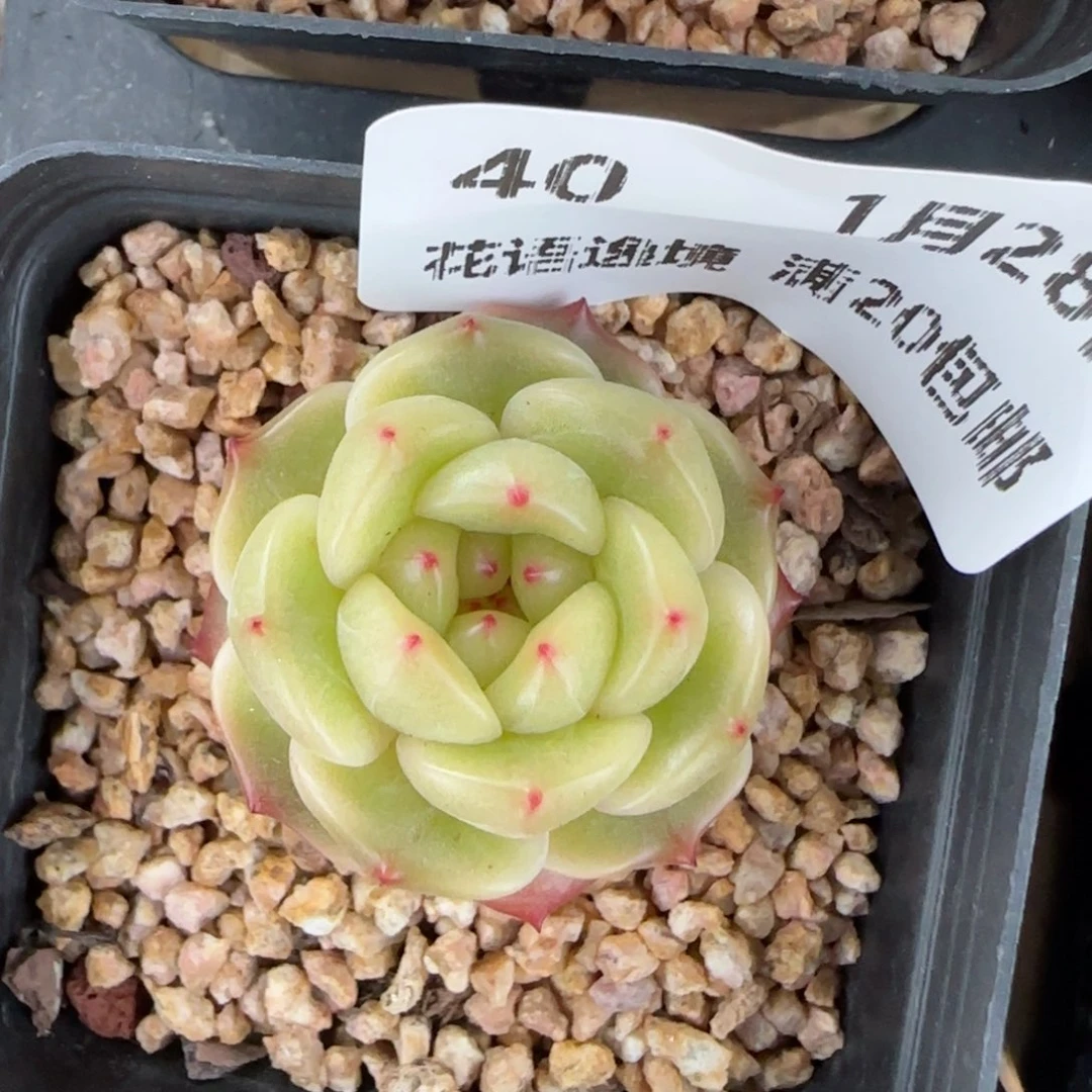 花语逸镜0128-40晴川