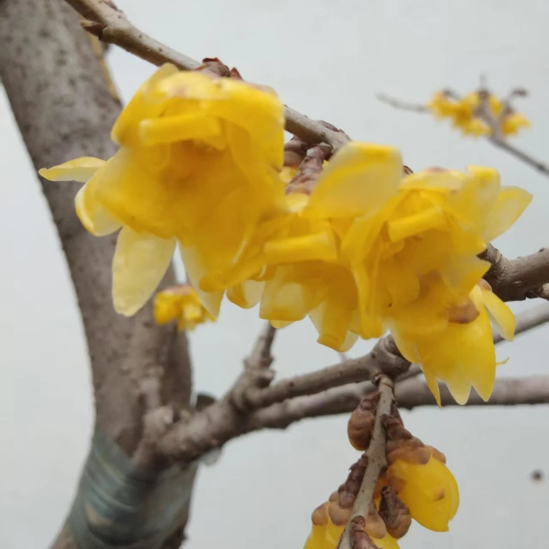 腊梅花树花卉浓香腊梅花盆栽地栽室内外种植腊梅基地直发
