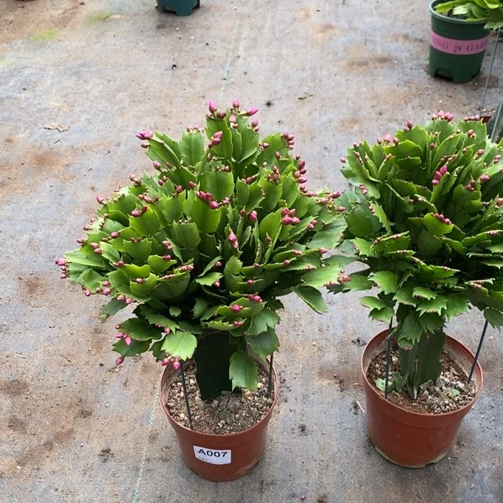 当前无花栽培后可以开花007嫁接砂轮