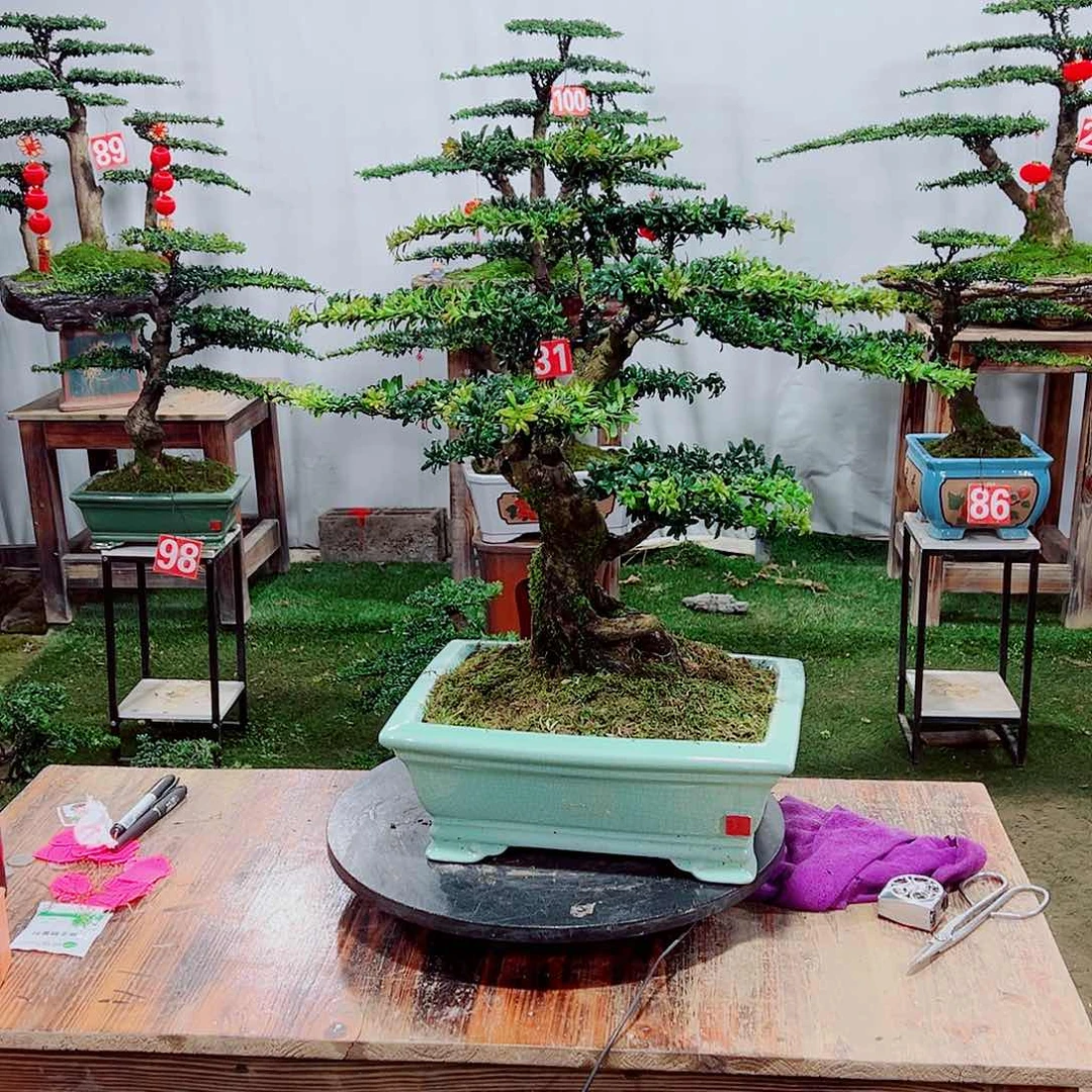 罗汉松小老桩红芽罗汉松