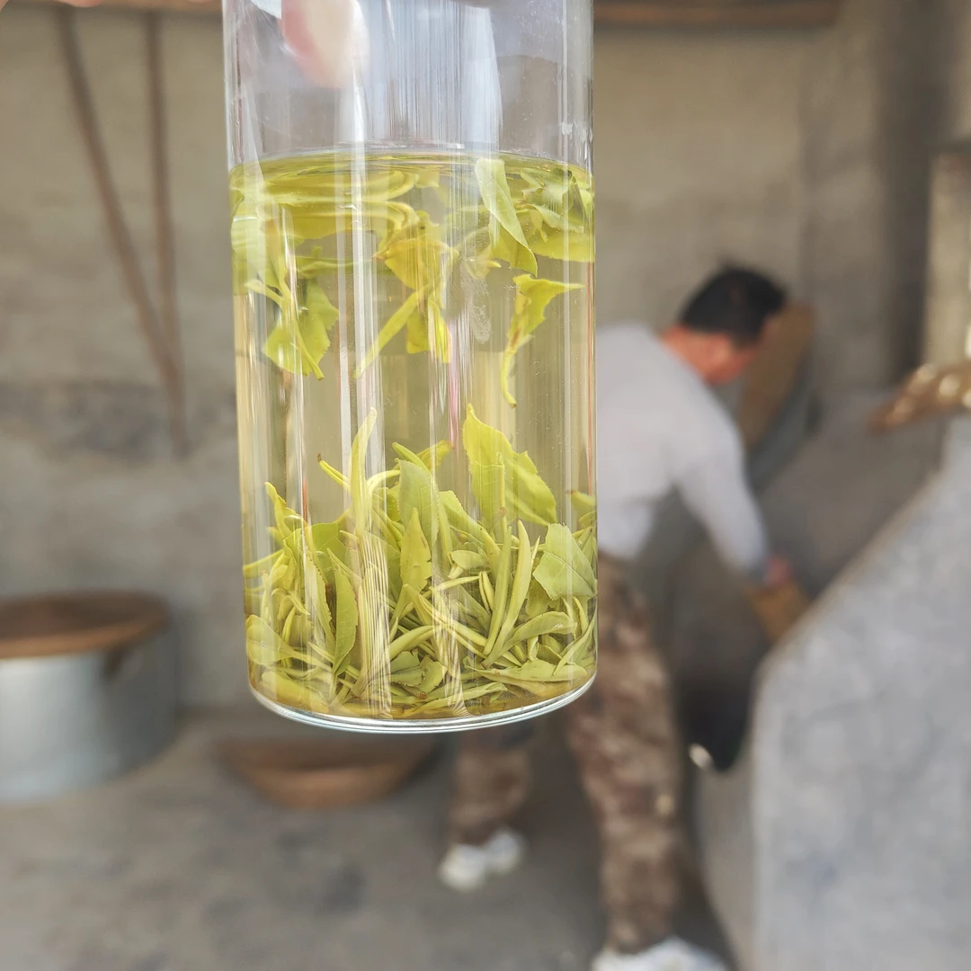 【栗香手工明前老旱茶】2025信阳毛尖芽叶高香浓香板栗香甘甜不苦涩