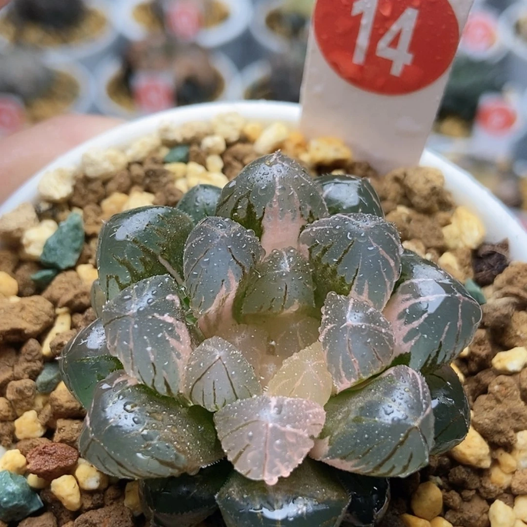 实生蓝镜锦1411111111