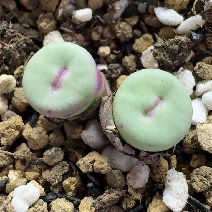 老马生石花p嘴2543