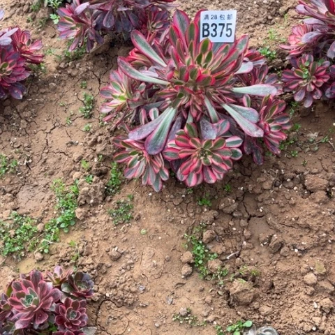 375香香不包断枝