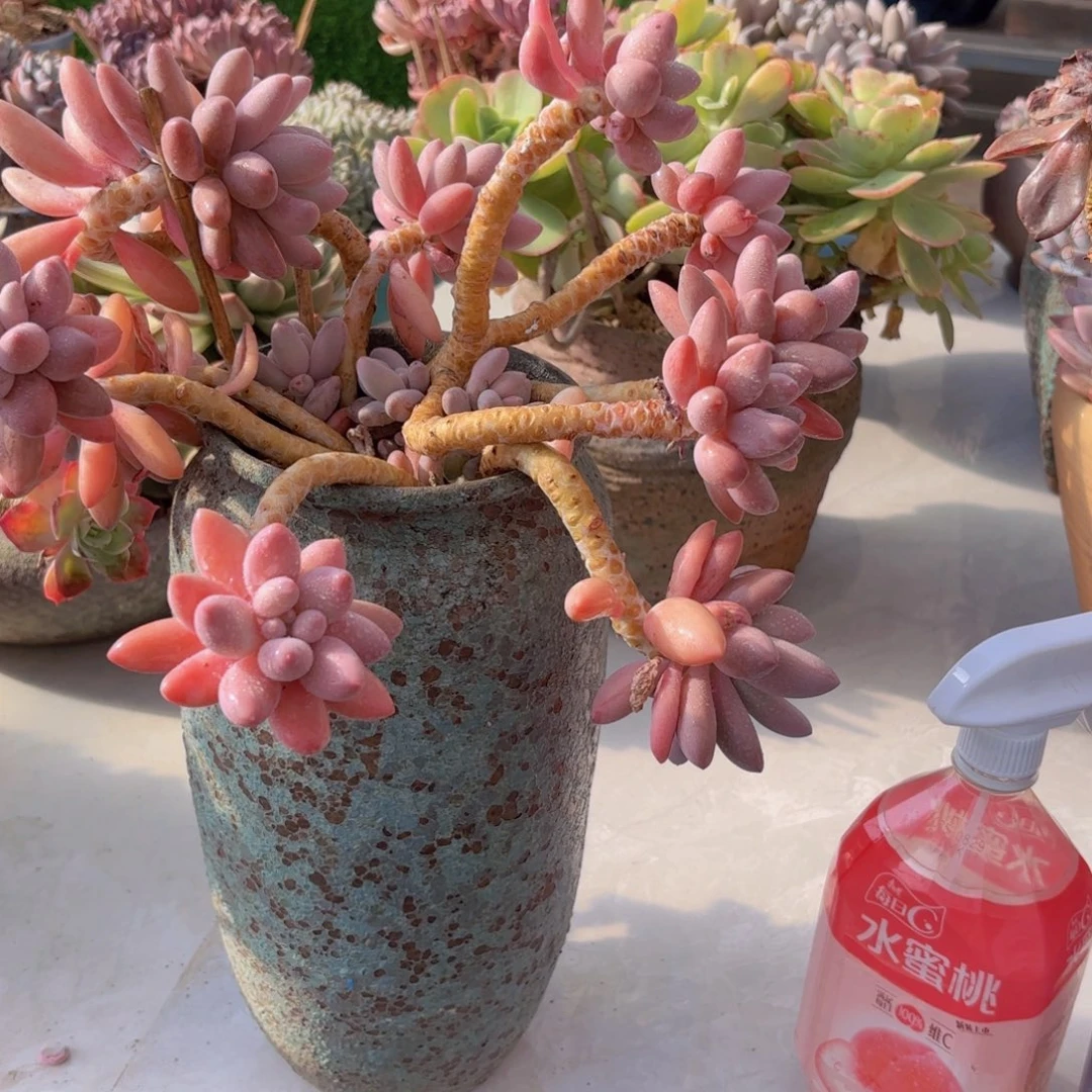 一物一拍，粉恋飘枝