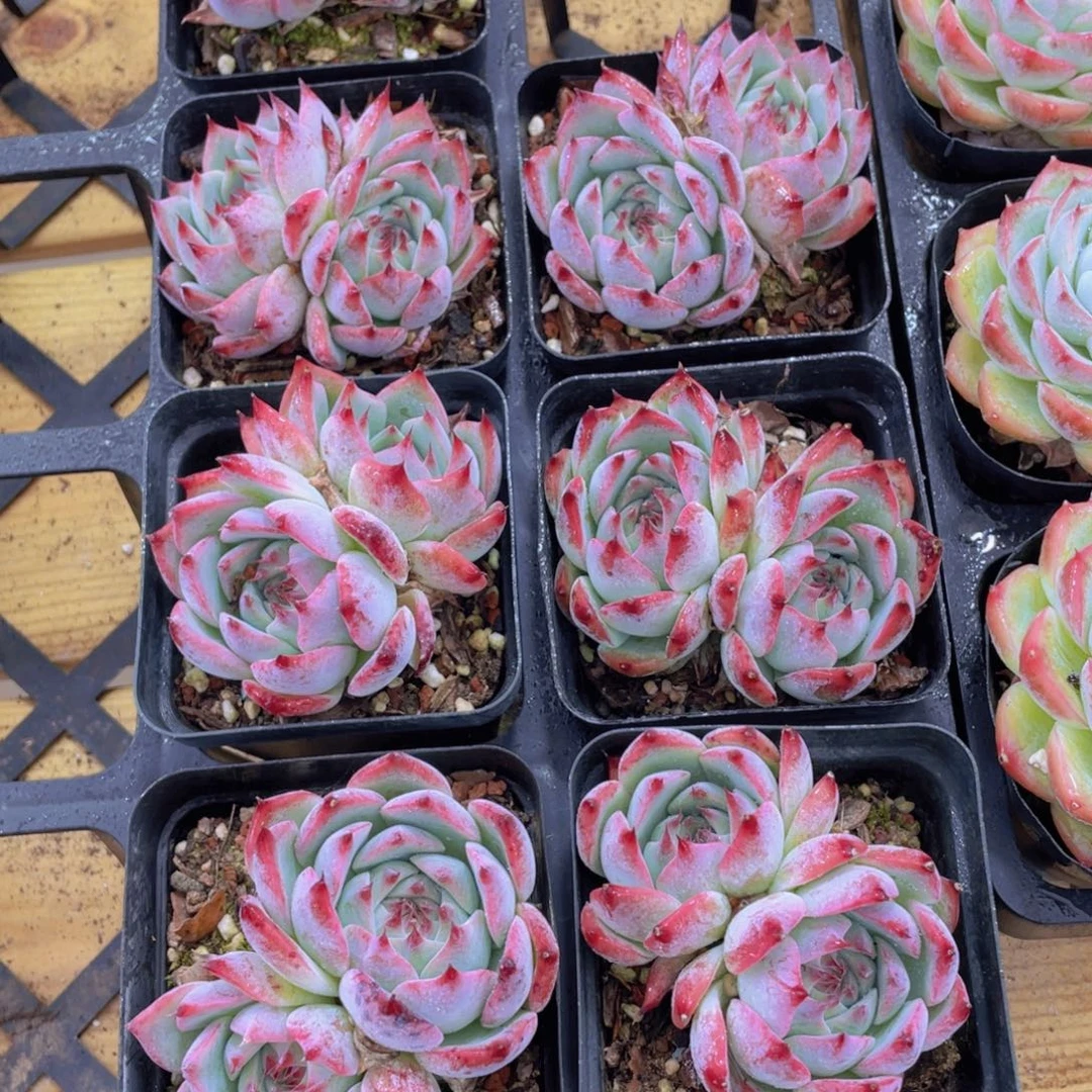 446号 吉娃娃水蜜桃双头一颗