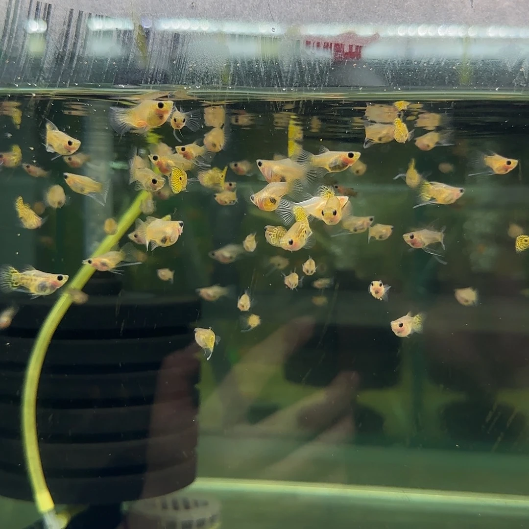 孔雀鱼黑金蕾丝玻璃猫C苗10条随机