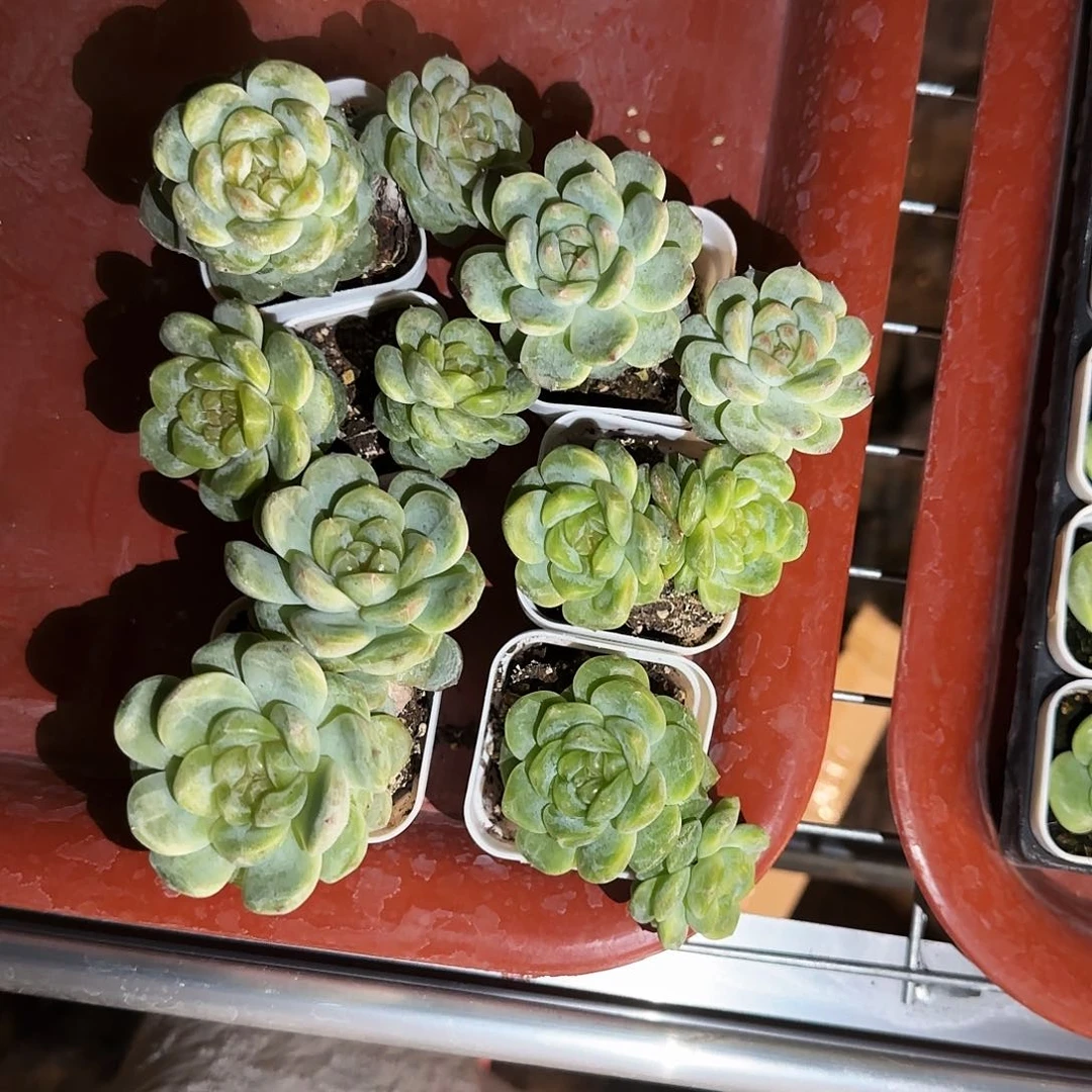 T109 中苗双头盆1号床一个满25包邮