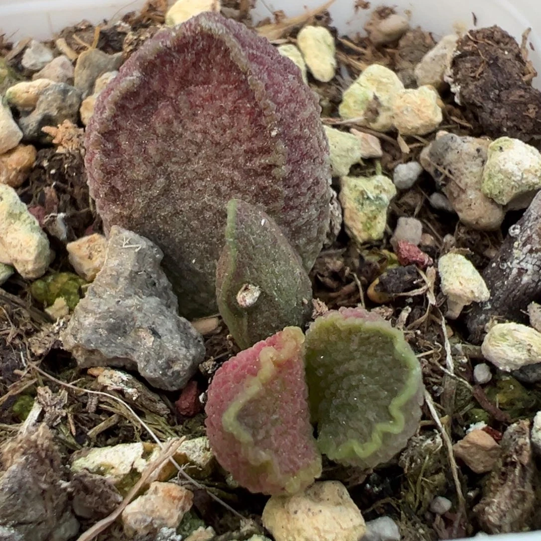 流苏大苗多肉植物