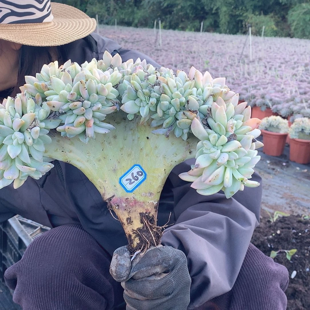 260微瑕淡雪锦缀 一物一拍