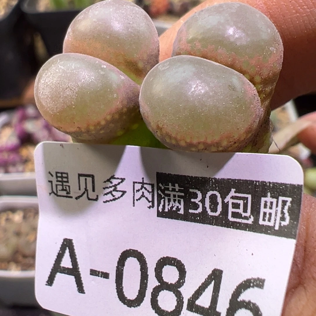 多肉植物111111111111