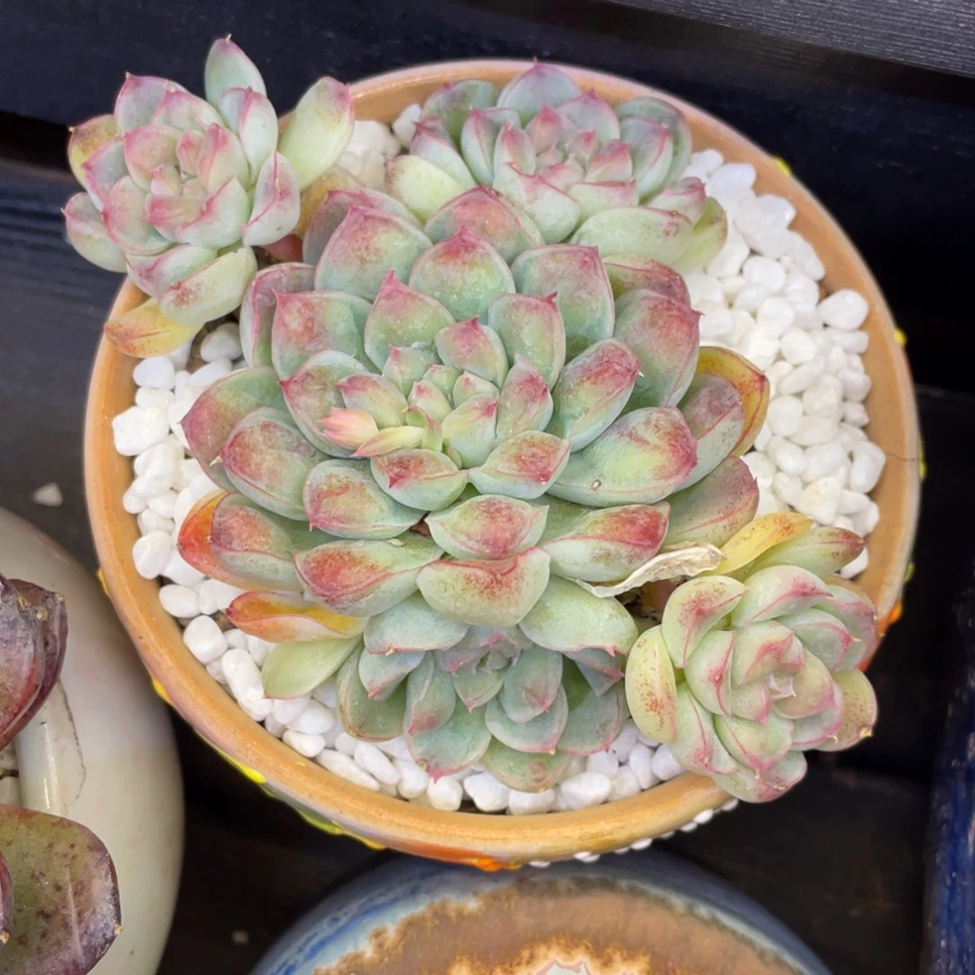 多肉植物盆栽多肉